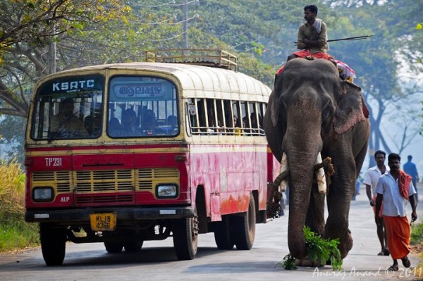 aanavandi and ksrtc