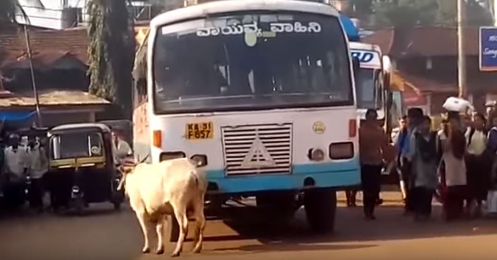 Image result for bus cow accident